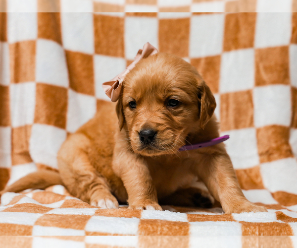 Medium Photo #1 Golden Retriever Puppy For Sale in LIBERTY, KY, USA