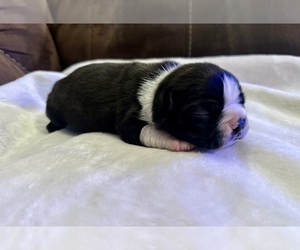 Boston Terrier Puppy for sale in GARFIELD, AR, USA