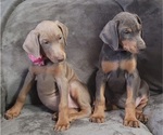 Small Photo #29 Doberman Pinscher Puppy For Sale in POMEROY, OH, USA