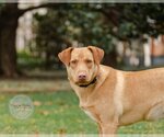 Small Photo #10 Labrador Retriever-Unknown Mix Puppy For Sale in Tuscaloosa, AL, USA