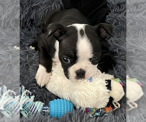 Boston Terrier Puppy for Sale in SAN DIEGO, California USA