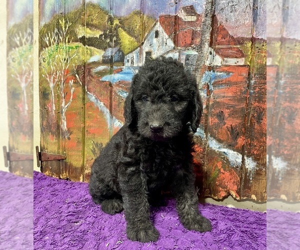 Medium Photo #4 Labradoodle Puppy For Sale in CRAIG, NE, USA