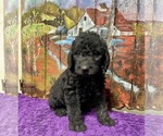 Small Photo #21 Labradoodle Puppy For Sale in CRAIG, NE, USA