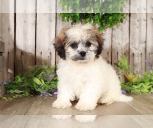 Zuchon Puppy for sale in MOUNT VERNON, OH, USA