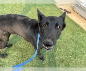 German Shepherd Dog Dogs for adoption in HESPERIA, CA, USA