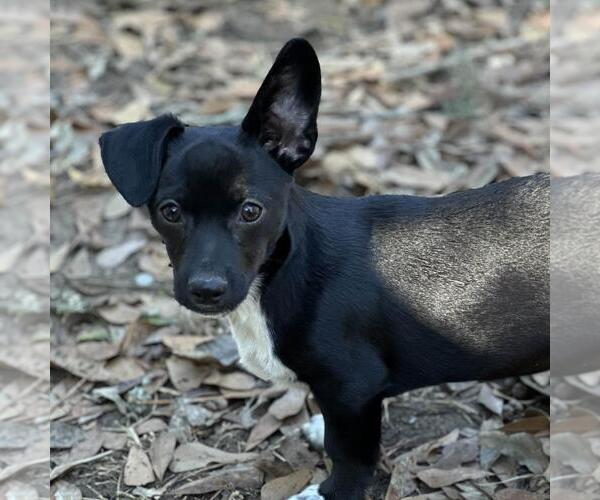 Medium Photo #3 Dachshund-Unknown Mix Puppy For Sale in Yardley, PA, USA