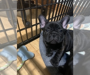French Bulldog Puppy for sale in CHICAGO, IL, USA