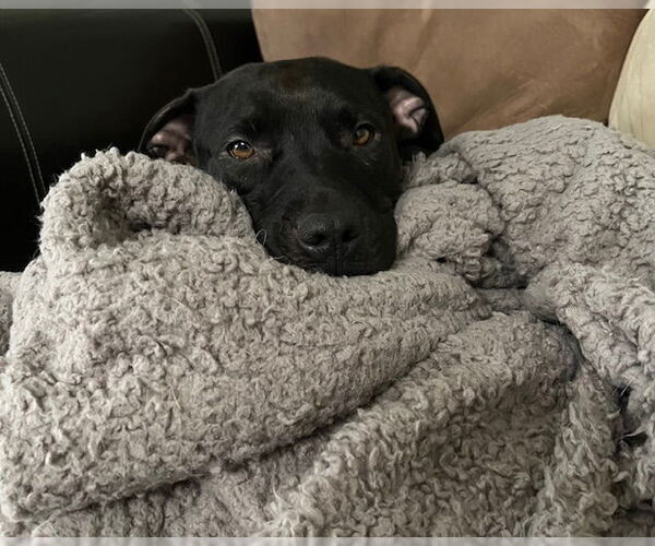 Medium Photo #8 American Pit Bull Terrier-Unknown Mix Puppy For Sale in Rockaway, NJ, USA