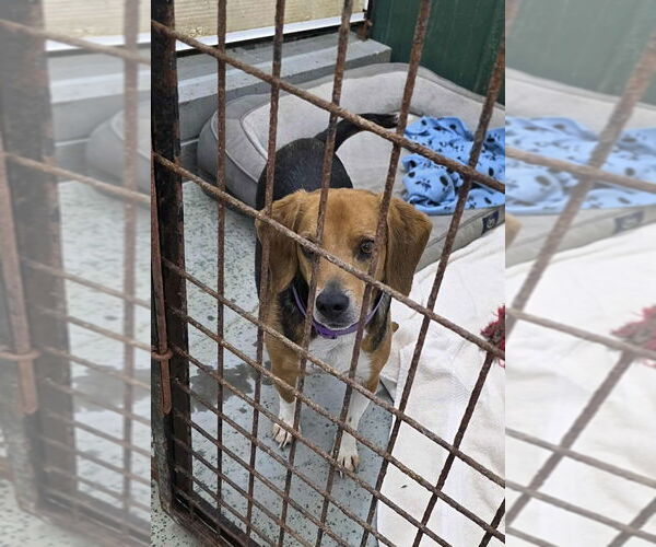 Medium Photo #1 Beagle Puppy For Sale in Osgood, IN, USA