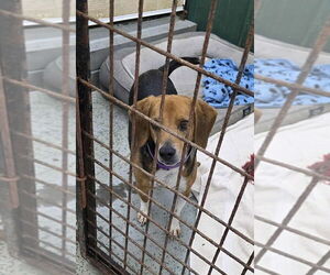 Beagle Dogs for adoption in Osgood, IN, USA