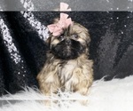 Puppy Nessie AKC Shih Tzu