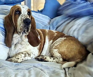 Basset Hound Dogs for adoption in Deepwater, NJ, USA
