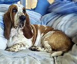 Small Basset Hound