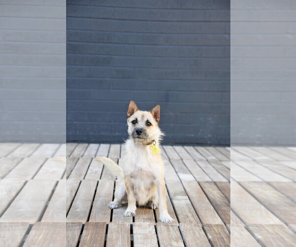 Medium Photo #2 Cairn Terrier Puppy For Sale in Sandy, UT, USA