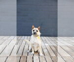 Small #1 Cairn Terrier