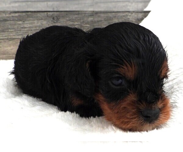 Medium Photo #11 Cavapoo Puppy For Sale in CARLISLE, KY, USA