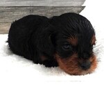 Small Photo #11 Cavapoo Puppy For Sale in CARLISLE, KY, USA