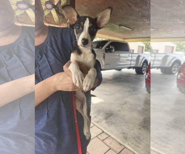 Medium Photo #3 Jack Russell Terrier-Unknown Mix Puppy For Sale in Oakhurst, NJ, USA