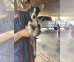 Small #2 Jack Russell Terrier Mix