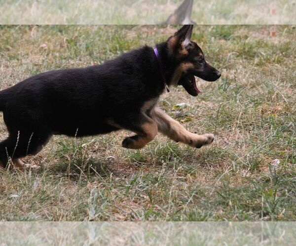 Medium Photo #3 German Shepherd Dog Puppy For Sale in OAK GROVE, OR, USA
