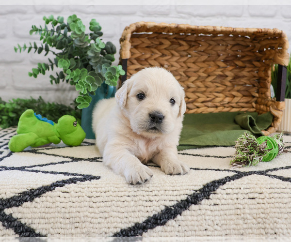 Medium Photo #5 English Cream Golden Retriever Puppy For Sale in SYRACUSE, IN, USA