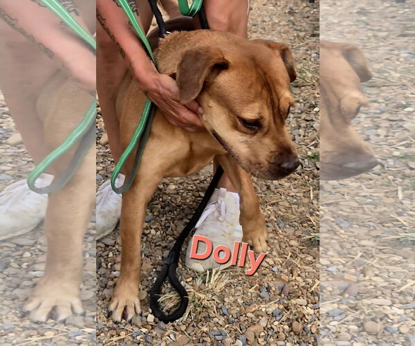 Medium Photo #3 Mutt Puppy For Sale in Jackson, MS, USA