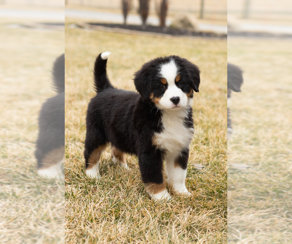 Medium Photo #59 Bernese Mountain Dog Puppy For Sale in MILLERSBURG, IN, USA