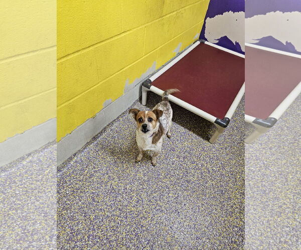 Medium Photo #1 Rat-Cha Puppy For Sale in Metairie, LA, USA