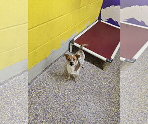 Rat-Cha Dogs for adoption in Metairie, LA, USA