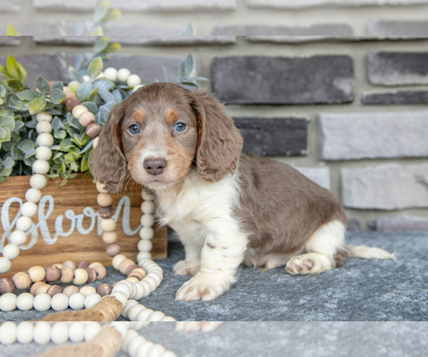 Medium Photo #6 Dachshund Puppy For Sale in TOPEKA, IN, USA
