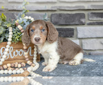 Small Photo #6 Dachshund Puppy For Sale in TOPEKA, IN, USA