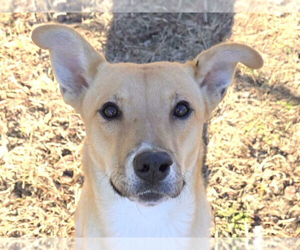 Medium Photo #1 Carolina Dog-Unknown Mix Puppy For Sale in Anniston, AL, USA