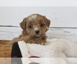 Small #2 Poodle (Toy)-Zuchon Mix