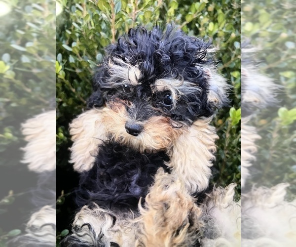 Medium Photo #1 Poodle (Toy) Puppy For Sale in MURFREESBORO, TN, USA