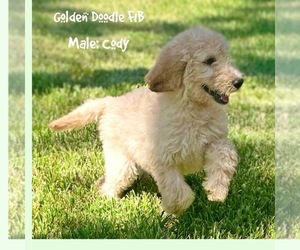 Goldendoodle-Poodle (Standard) Mix Puppy for sale in SUGAR LAND, TX, USA