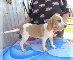 Beagle Puppy for Sale in RATTAN, Oklahoma USA