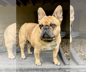 Mother of the French Bulldog puppies born on 08/03/2026