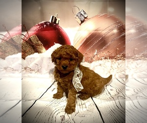 Goldendoodle (Miniature) Puppy for Sale in SALT LAKE CITY, Utah USA