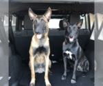 Small Photo #2 Belgian Malinois Puppy For Sale in CHANDLER, AZ, USA
