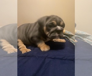 English Bulldog Puppy for sale in AKRON, OH, USA