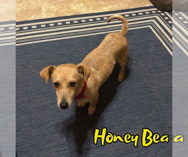 Medium Photo #3 Chiweenie Puppy For Sale in San Antonio, TX, USA