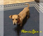 Small #2 Chiweenie
