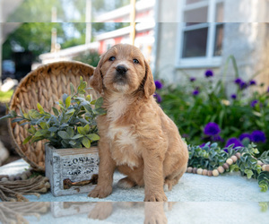 Medium Goldendoodle