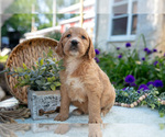 Puppy Tinker Goldendoodle