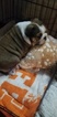 Small Photo #3 English Bulldogge Puppy For Sale in LA FAYETTE, TN, USA