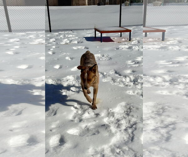 Medium Photo #2 Mutt Puppy For Sale in Garden City, NY, USA