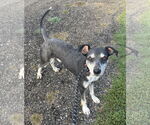Small #1 Poodle (Standard) Mix