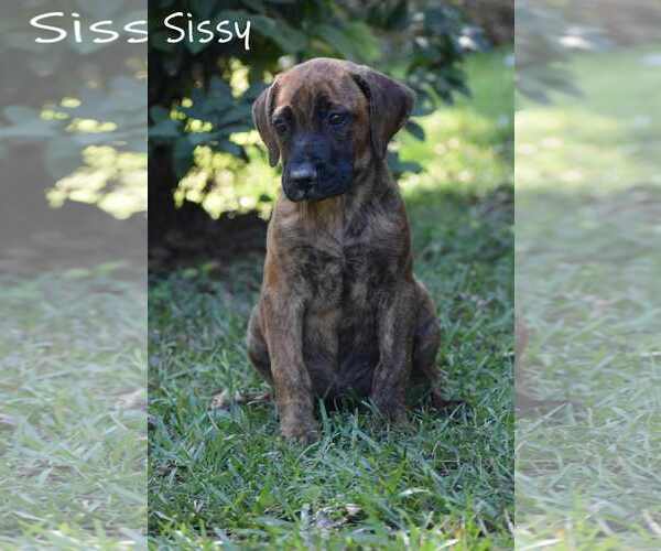 Medium Photo #6 Mountain Cur-Unknown Mix Puppy For Sale in Mount Laurel, NJ, USA