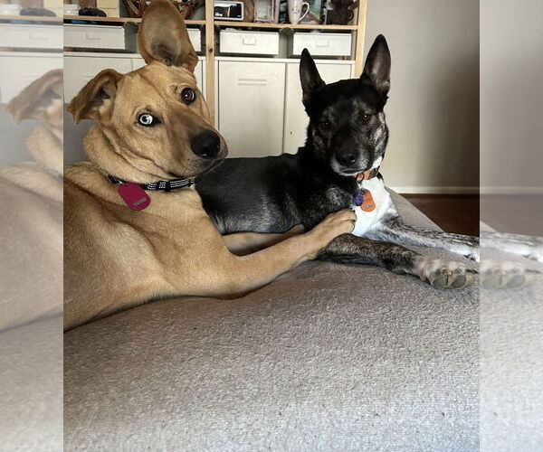 Medium Photo #11 Australian Shepherd-Unknown Mix Puppy For Sale in Decatur, GA, USA