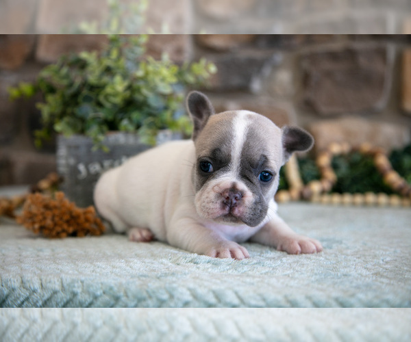 Medium Photo #5 French Bulldog Puppy For Sale in GRABILL, IN, USA